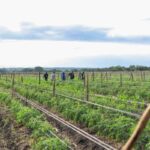 Kenya's FarmWorks raises $4M to scale its network of contract farmers