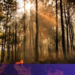 AI sensors in the forest can smell a wildfire before it spreads