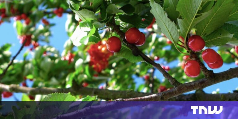 Dutch startup bags fresh funding to tailor orchard farming for every tree